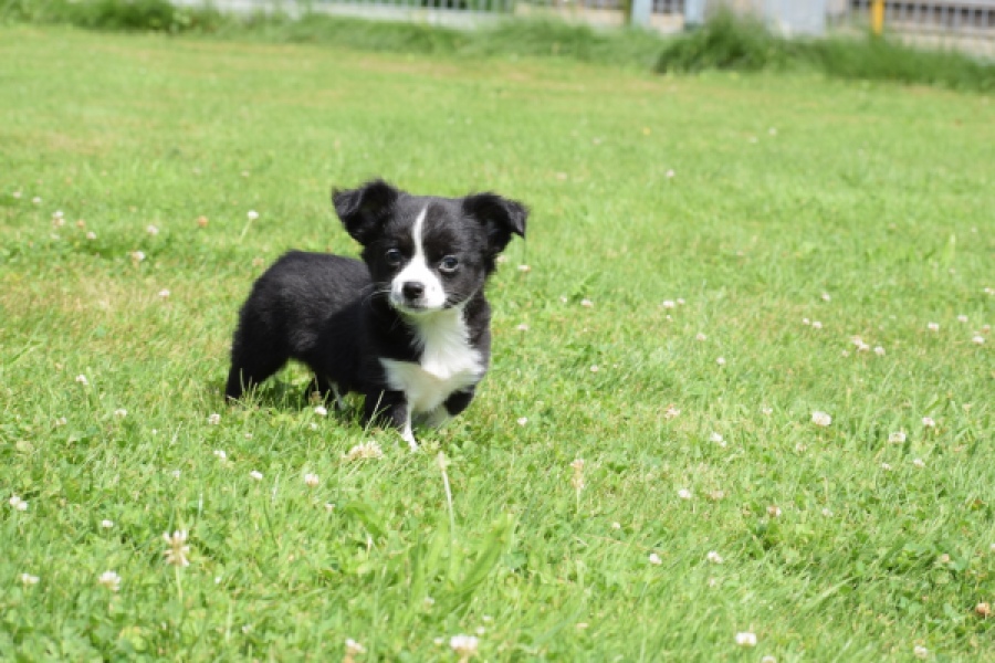 Chihuahua (reu) 80160