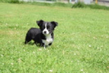 Chihuahua (reu) 80160