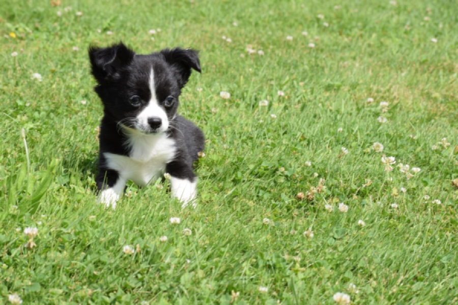 Chihuahua (reu) 80160