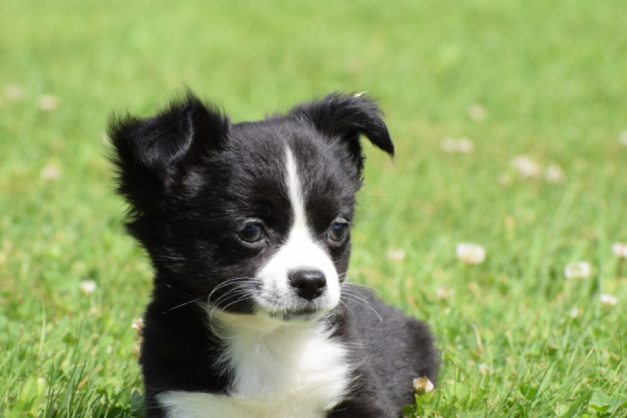 Chihuahua (reu) 80160