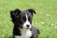 Chihuahua (reu) 80160