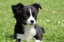 Chihuahua (reu) 80160