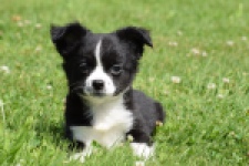 Chihuahua (reu) 80160