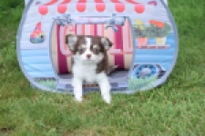 Chihuahua (teef) 80399
