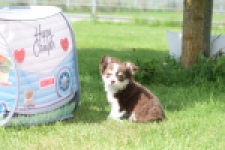 Chihuahua (teef) 80399