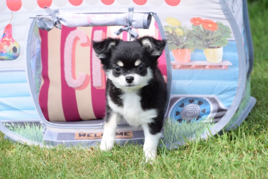 Chihuahua (teef) 80175