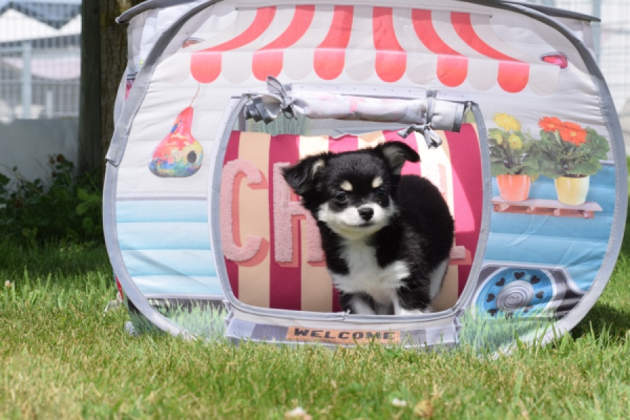 Chihuahua (teef) 80175