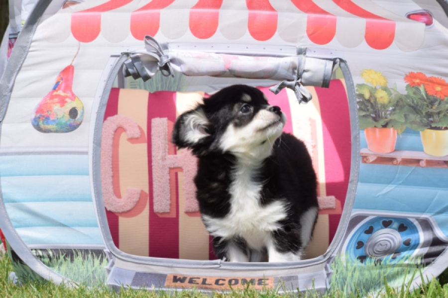 Chihuahua (teef) 80175