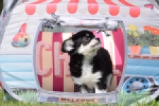 Chihuahua (teef) 80175