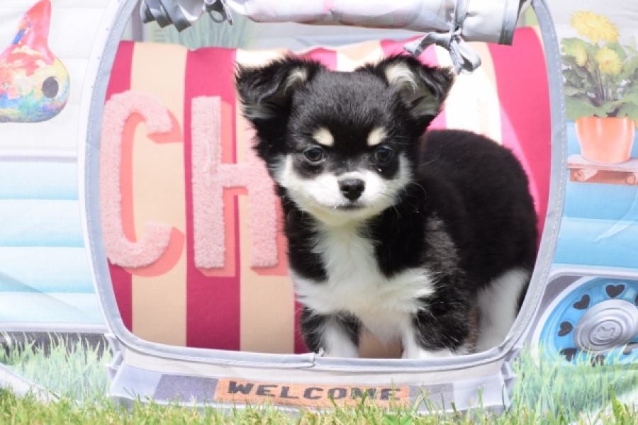 Chihuahua (teef) 80175
