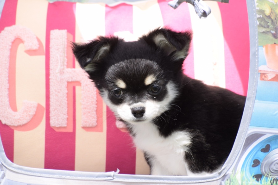 Chihuahua (teef) 80175