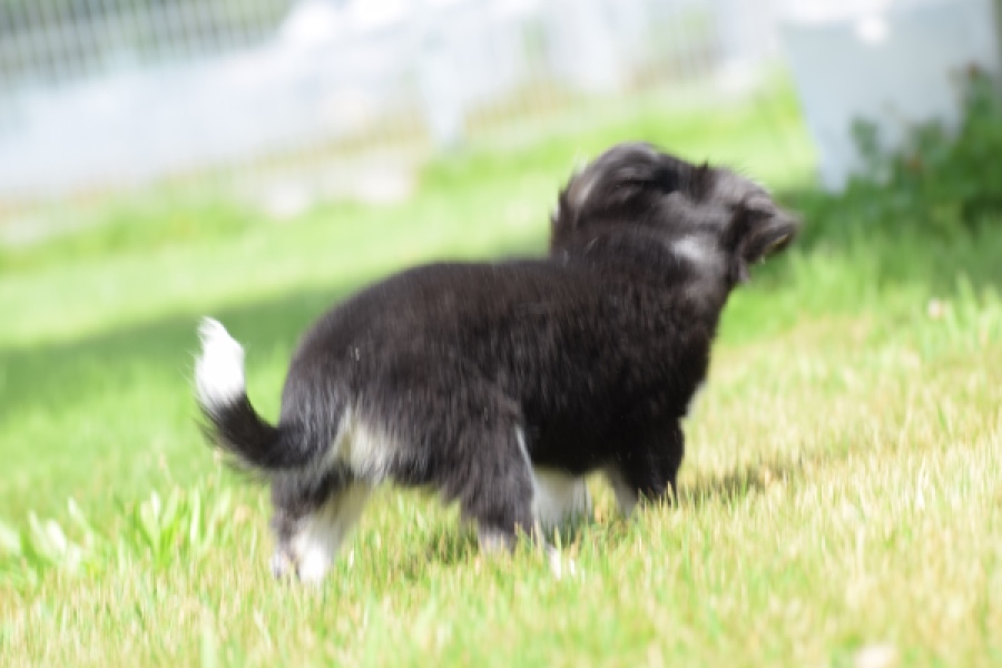 Chihuahua (teef) 80175
