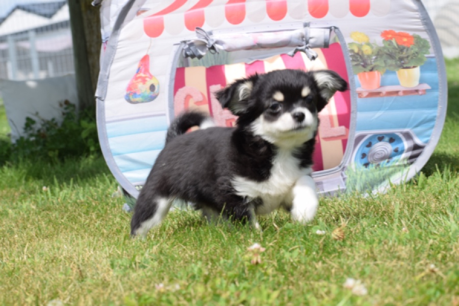 Chihuahua (teef) 80175