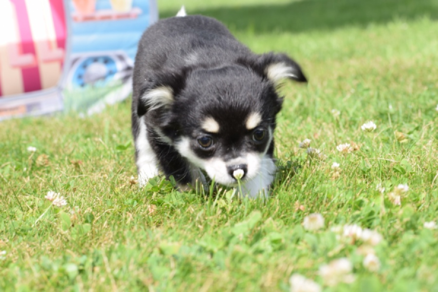 Chihuahua (teef) 80175