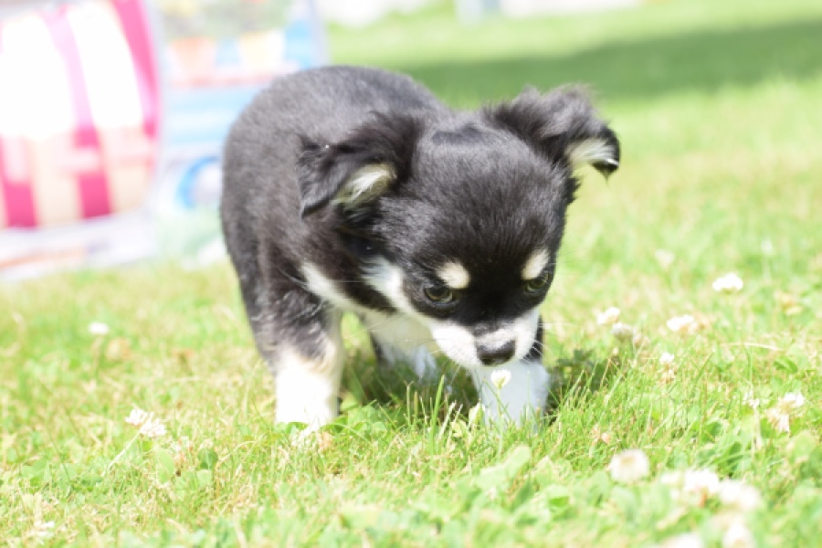 Chihuahua (teef) 80175