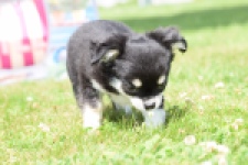 Chihuahua (teef) 80175