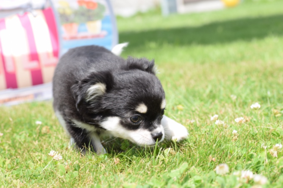 Chihuahua (teef) 80175