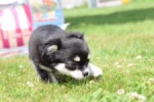 Chihuahua (teef) 80175