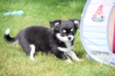Chihuahua (teef) 80175