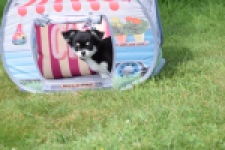 Chihuahua (teef) 80175