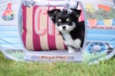Chihuahua (teef) 80175