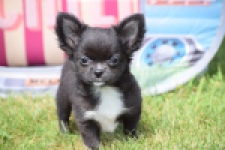 Chihuahua (reu) 78837