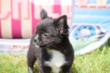 Chihuahua (reu) 78837
