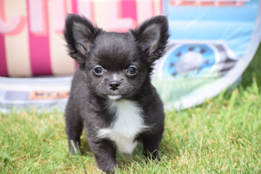 Chihuahua (reu) 78837