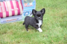 Chihuahua (reu) 78837