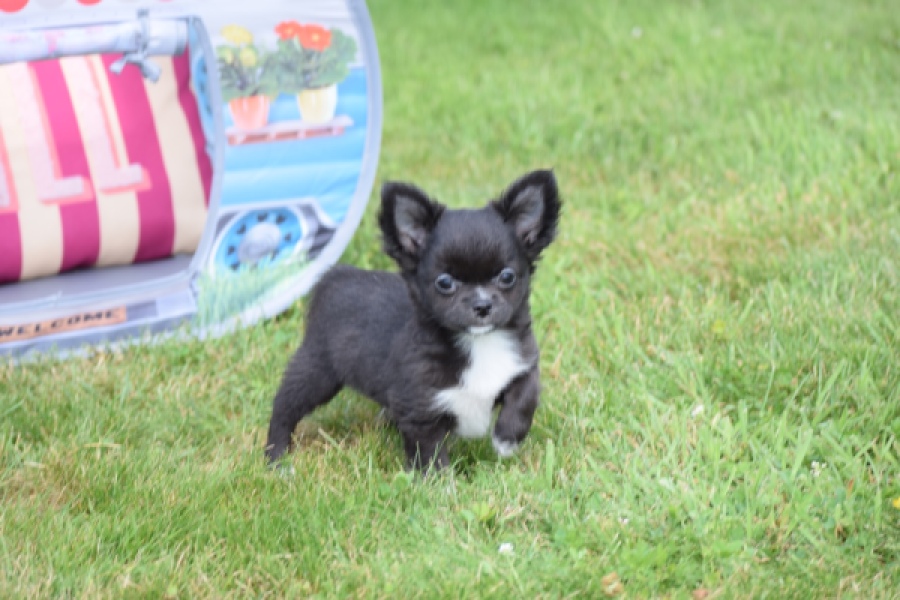Chihuahua (reu) 78837