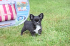 Chihuahua (reu) 78837