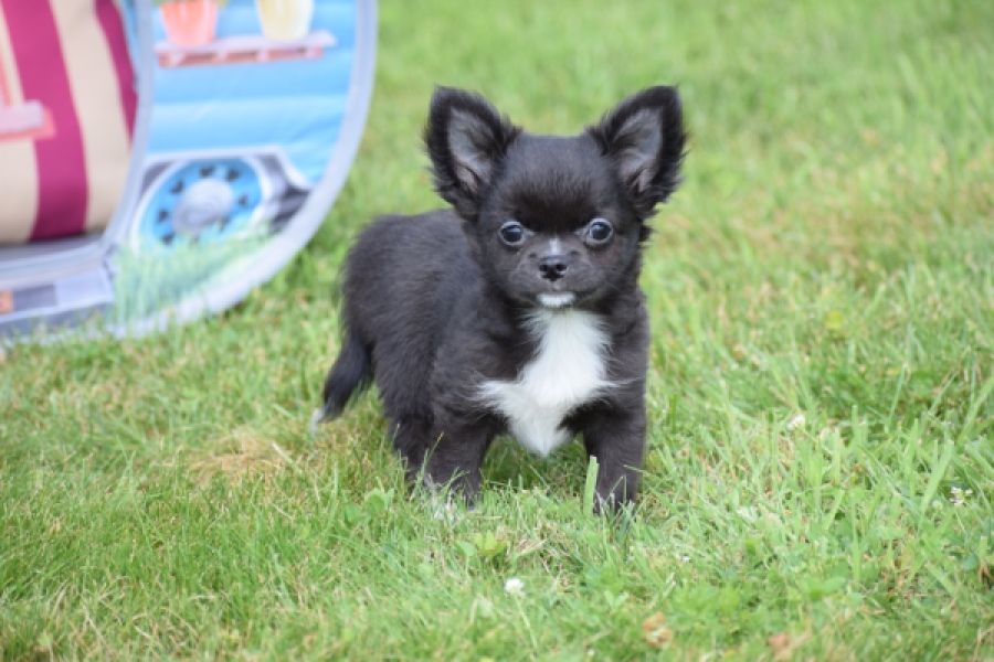 Chihuahua (reu) 78837