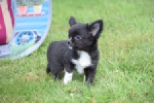 Chihuahua (reu) 78837