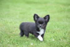 Chihuahua (reu) 78837