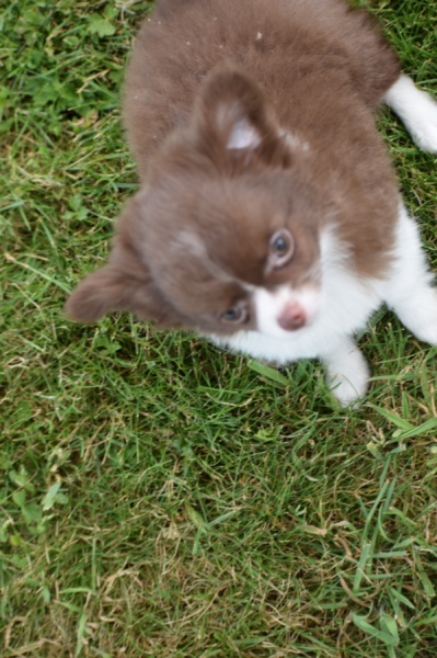 Chihuahua (reu) 80174