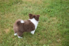 Chihuahua (reu) 80174