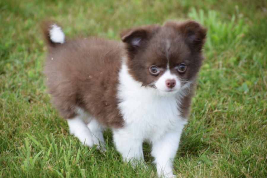 Chihuahua (reu) 80174