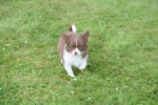 Chihuahua (reu) 80173