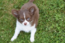 Chihuahua (reu) 80173