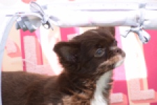 Chihuahua (teef) 80343