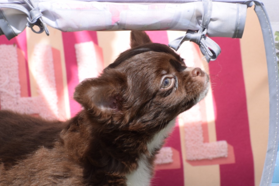 Chihuahua (teef) 80343