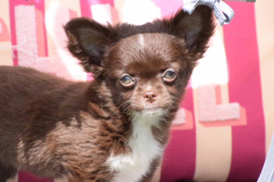 Chihuahua (teef) 80343