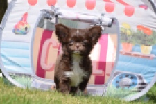 Chihuahua (teef) 80343