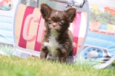 Chihuahua (teef) 80343
