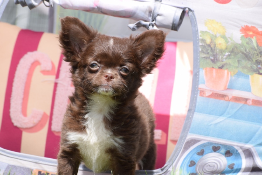 Chihuahua (teef) 80343