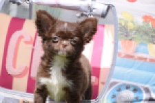 Chihuahua (teef) 80343