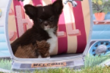 Chihuahua (teef) 80343