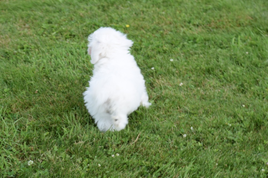 Bichon maltais (reu) 80148