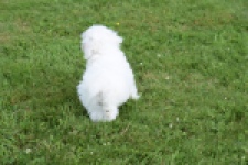 Bichon maltais (reu) 80148