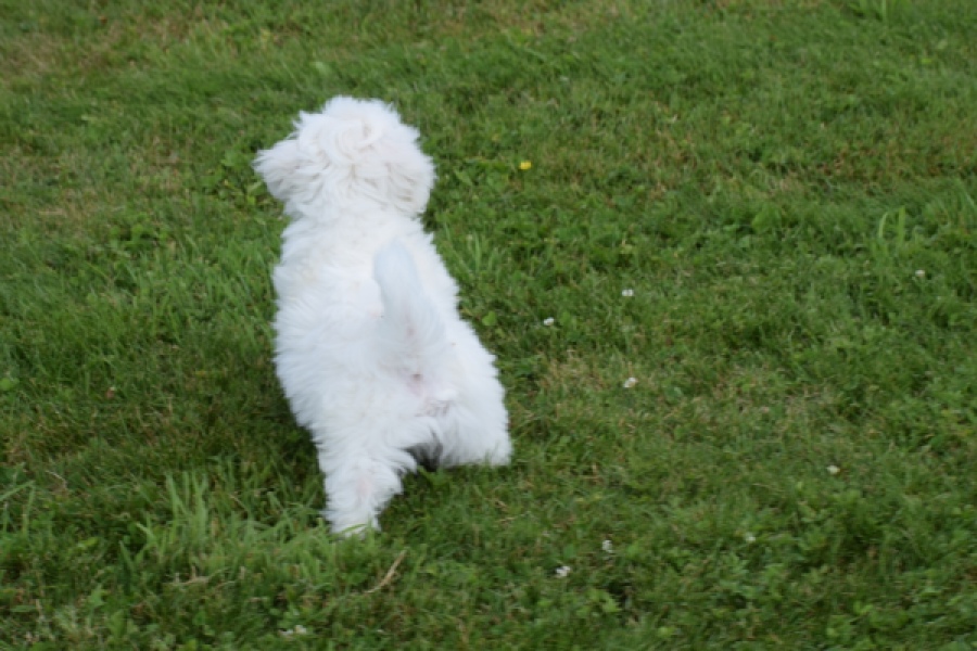 Bichon maltais (reu) 80148